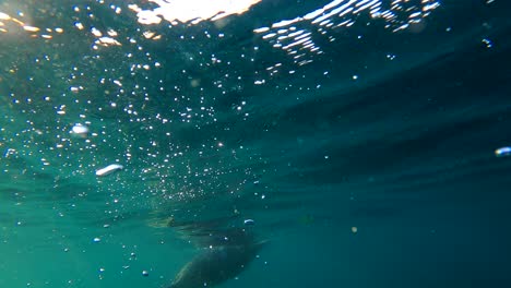 camera dips underwater as bubbles rush to the surface revealing majestic seal