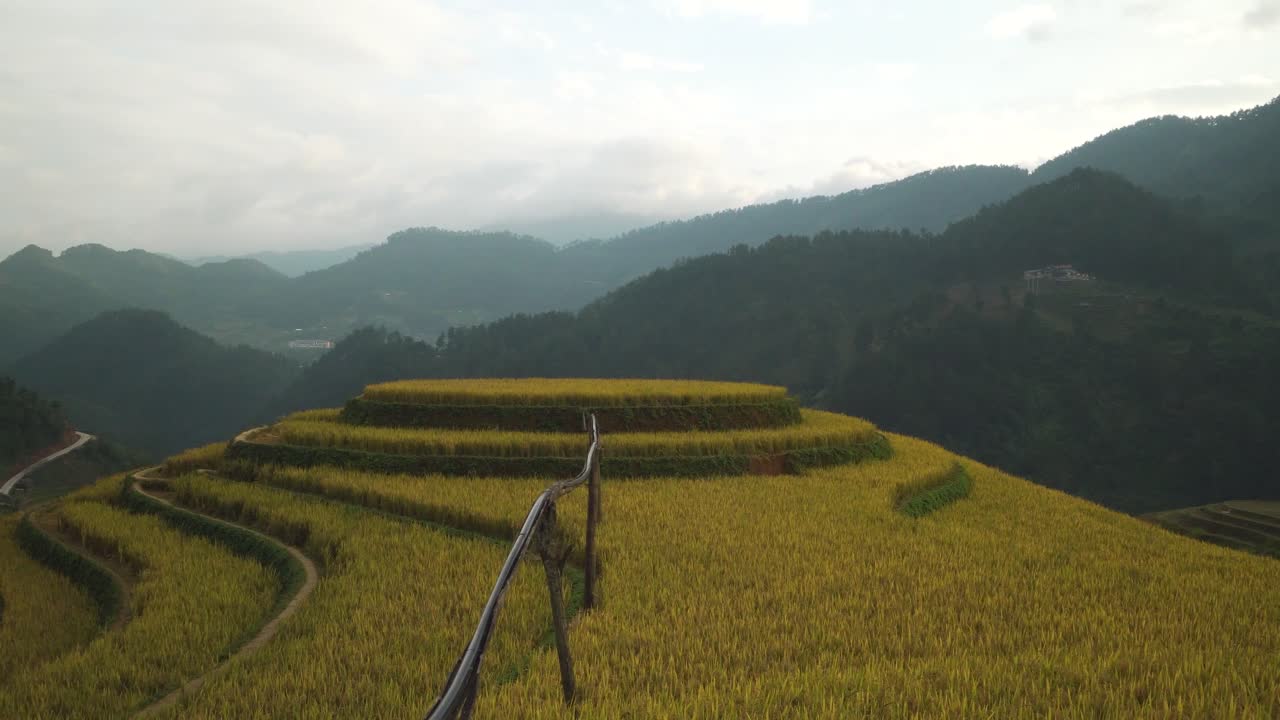 Round terraced rice fields glowing in golden hues appear behind tall grass shoots in front of scenic cloudy mountains, showcasing rural agriculture and natural beauty of Mu Cang Chai, North Vietnam.