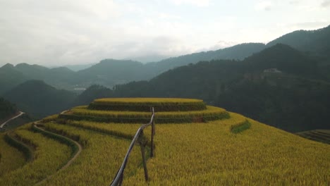 round terraced rice fields glowing in golden hues appear behind tall grass shoots in front of scenic cloudy mountains, showcasing rural agriculture and natural beauty of mu cang chai, north vietnam.