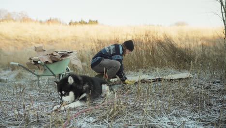 a man is employing cardboard as mulch, and in the background, his dog is chewing on a piece of carton - static shot