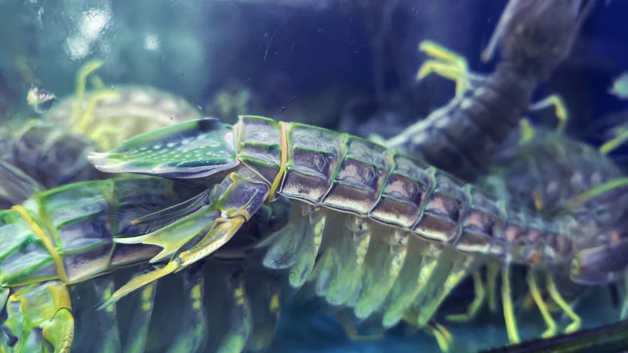 Fresh Mantis Shrimp in Aquarium