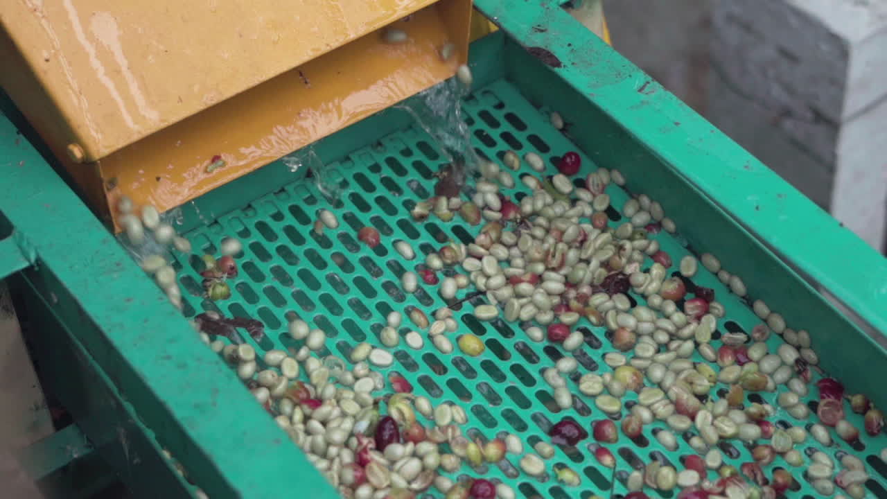 Fresh coffee cherries peeling process, peeling machine and cherries skin removed before next step of natural dry process, small coffee factory