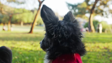 dog with christmas sweater looking around at lake hollywood park