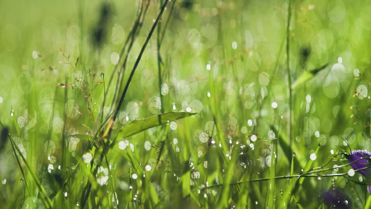 Beautiful Purple Wildflowers in a Summer Meadow