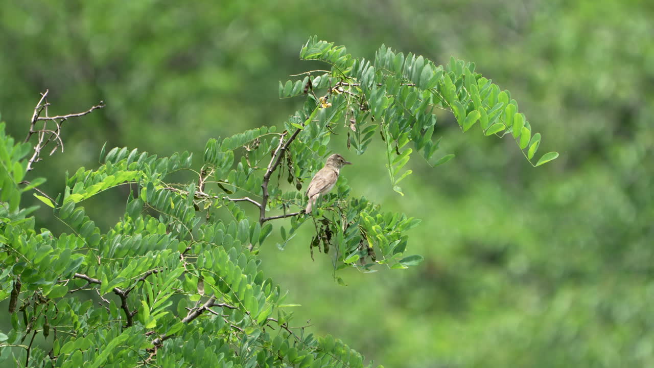 일본 사이타마의 열대 숲에 있는 무성한 나무 잎에 있는 유라시아 참새목 그레이트 리드 워블러 퍼치