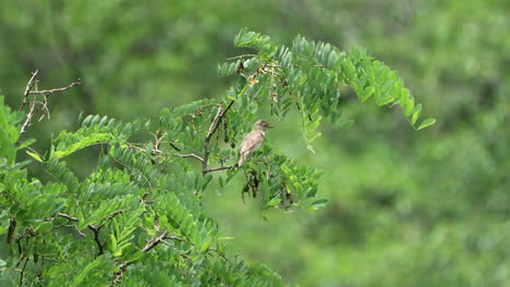 Eurasian-Passerine-Great-Reed-Warbler-Perch-On-A-Lush-Tree-Foliage-On-Tropical-Forest-In-Saitama,-Japan