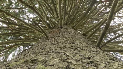 huge spruce with big branches