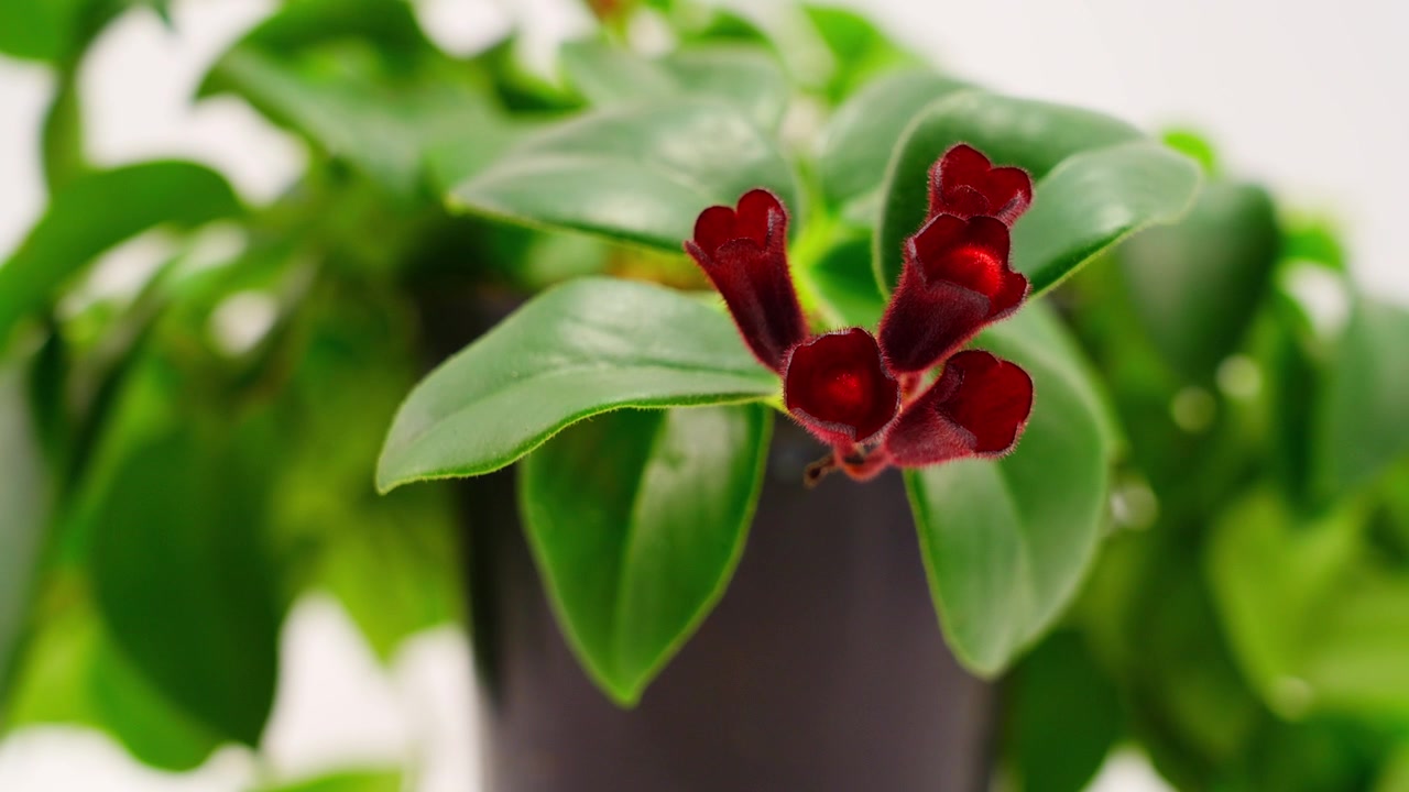 Primo piano di pianta del rossetto con vivaci fiori tubolari rossi e foglie verdi.