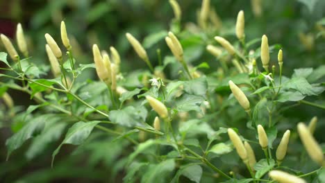 Different-colors-are-said-to-be-on-the-saffron-tree