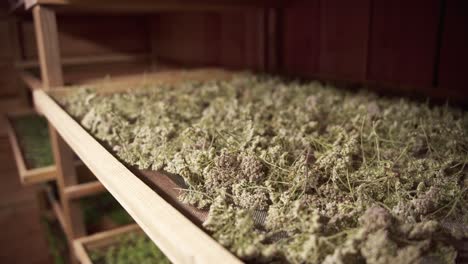 Plants-drying-in-a-dryer,-several-shelves-with-elderberries