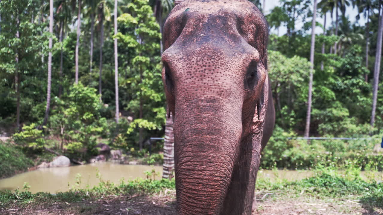 vista frontal de un elefante asiático comiendo hojas de palma con tronco en la jungla