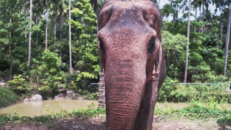 Frontal-view-of-asian-elephant-eating-palm-leaves-with-trunk-in-jungle