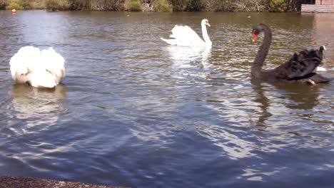 Cisnes-Deslizándose-Sobre-El-Agua
