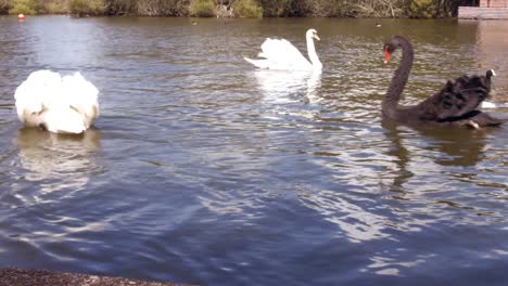 Swans-gliding-over-water