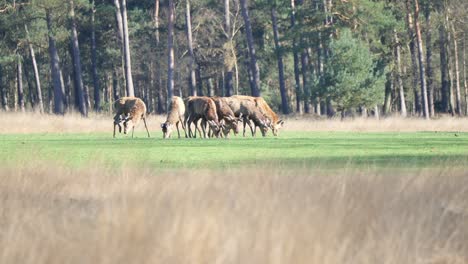 Grupo-De-Alces-Hembras-Comiendo-Hierba-Fresca-En-Pastos-Verdes-En-Veluwe,-Países-Bajos