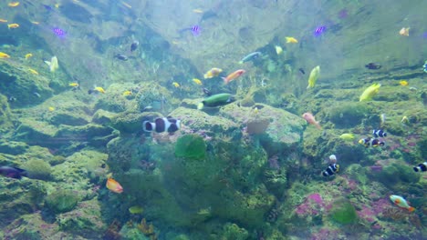 explore the vibrant underwater world filled with colorful fish and lush coral reefs a stunning marine ecosystem.
