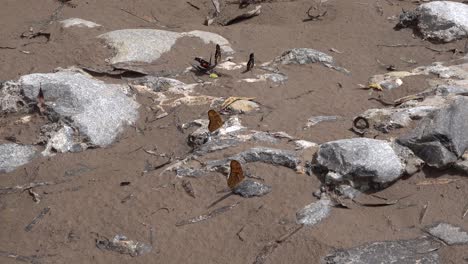 butterflies basking in the sun on the ground on the side of a river