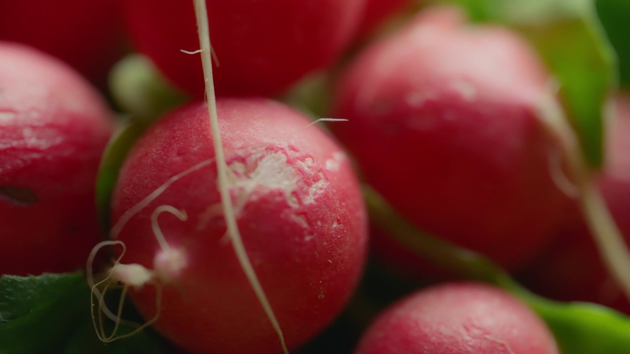 Fresh pink radish. Healthy diet concept