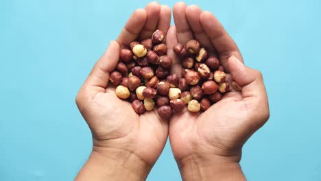 hazelnuts in hands