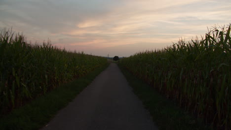 Weite-POV-Aufnahme-Vom-Fahrradfahren-Zwischen-Zwei-Maisfeldern-Auf-Einer-Kleinen-Straße-1