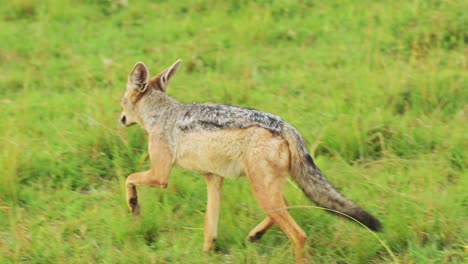 Toma-En-Cámara-Lenta-De-Chacal-Buscando-Una-Presa,-Corriendo-En-Busca-De-Oportunidades,-Vida-Silvestre-Africana-Esperanzada-En-La-Reserva-Nacional-Masai-Mara,-Kenia,-Animales-De-Safari-Africanos-En-El-Ecosistema