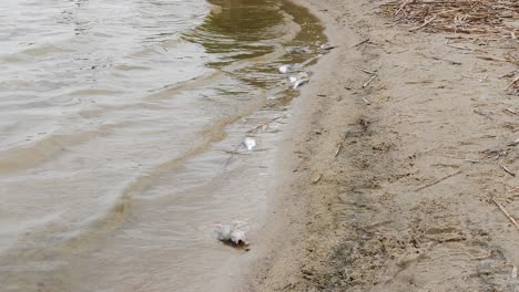 Tote-Fische-Wiegen-Sich-Im-Wasser-Am-Rand-Des-Sees