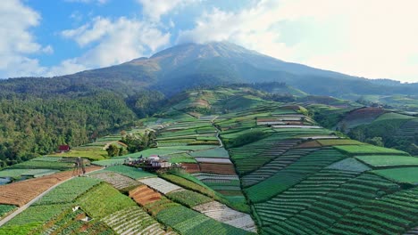 aerial video of terraced tropical agricultural field on the mountain slope