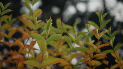 close-up of vibrant green and golden autumn leaves swaying gently in wind, illuminated by soft sunlight, a peaceful nature scene with blurred background