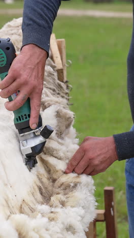 farmer cutting wool on a sheep. shearing white sheep with a professional electric machine outdoors. traditional shearing sheep for production of wool fleece. vertical video