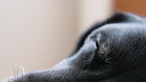 a close-up of a senior black dog's eyes as it sleeps on the floor