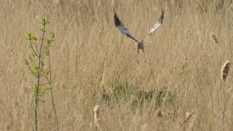 hawk flying over a field of grass