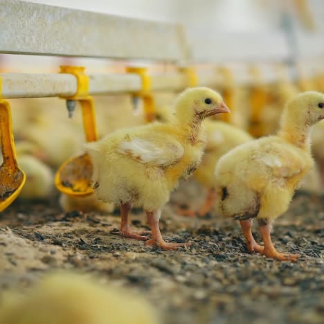 Chicks near automatic drinker in poultry farm. Farm for the production of chickens. Cute yellow chickens drinking water with medications on manufacturing