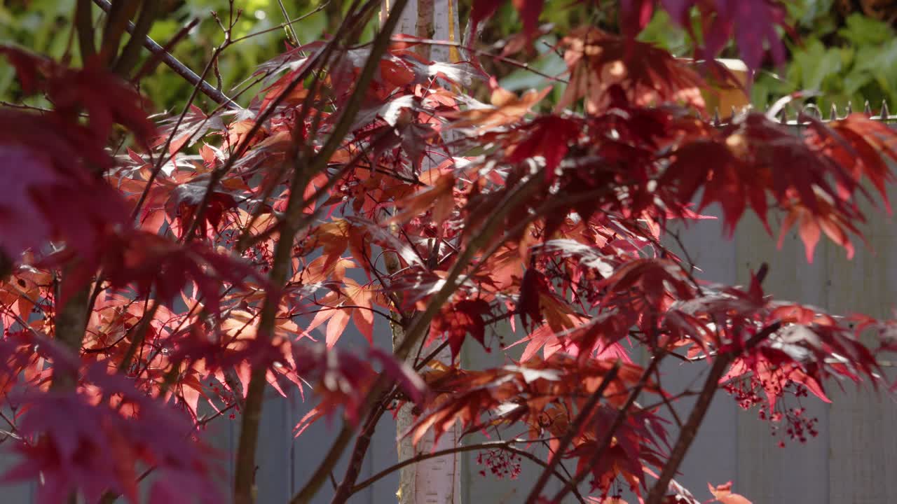 잎사귀에 태양이 있는 acer palmatum atropurpureum을 보고 있습니다.