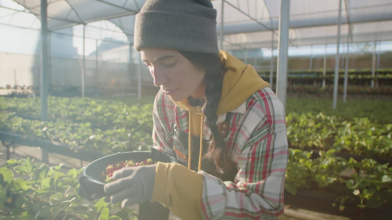 Young Female Farmer Picking Berries in Greenhouse