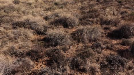 grasslands of he great karoo