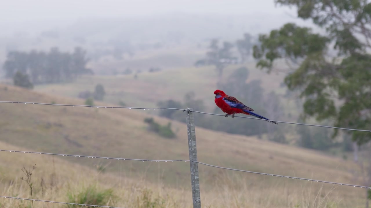 Rosela-carmesim empoleirada em uma cerca de arame farpado na Austrália rural. Papagaio nativo colorido descansando em um cenário campestre natural, exibindo a vida selvagem e a avifauna australianas.