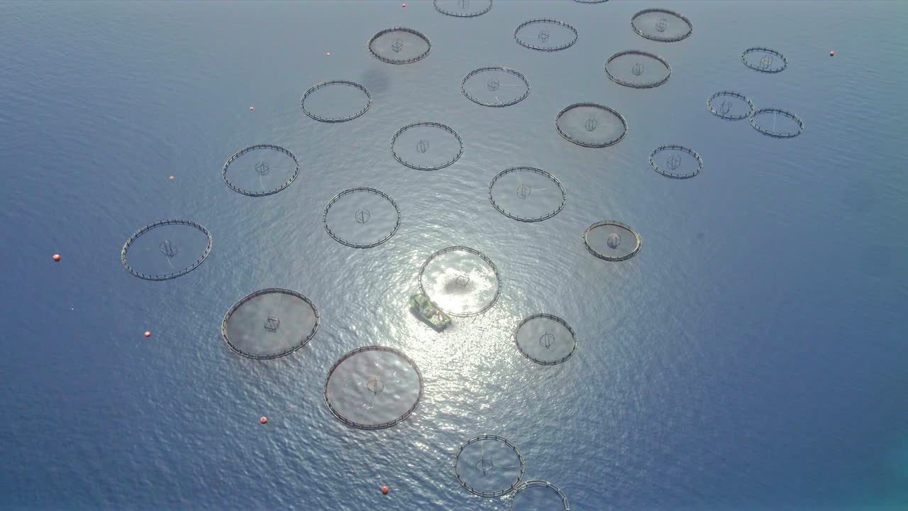 바다 한가운데에 있는 산업용 고기 농장에서 배가 물고기를 먹이고 수확합니다.