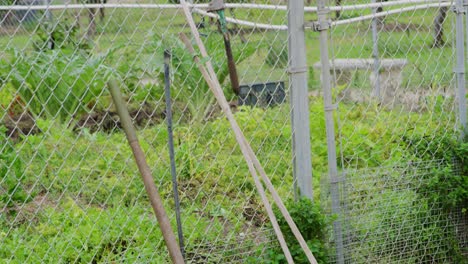 Toma-Panorámica-De-Una-Pala-Sucia-Apoyada-Contra-Una-Valla-Junto-A-Un-Jardín-Lleno-De-Hierbas-Y-Pimientos