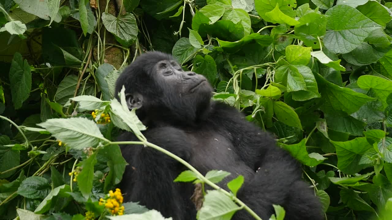 un primer plano, cámara lenta gimbal de los hermanos jóvenes de gorila de montaña en peligro de extinción, que viven entre su hábitat natural de la selva, bwindi impenetrable bosque parque nacional de uganda, áfrica