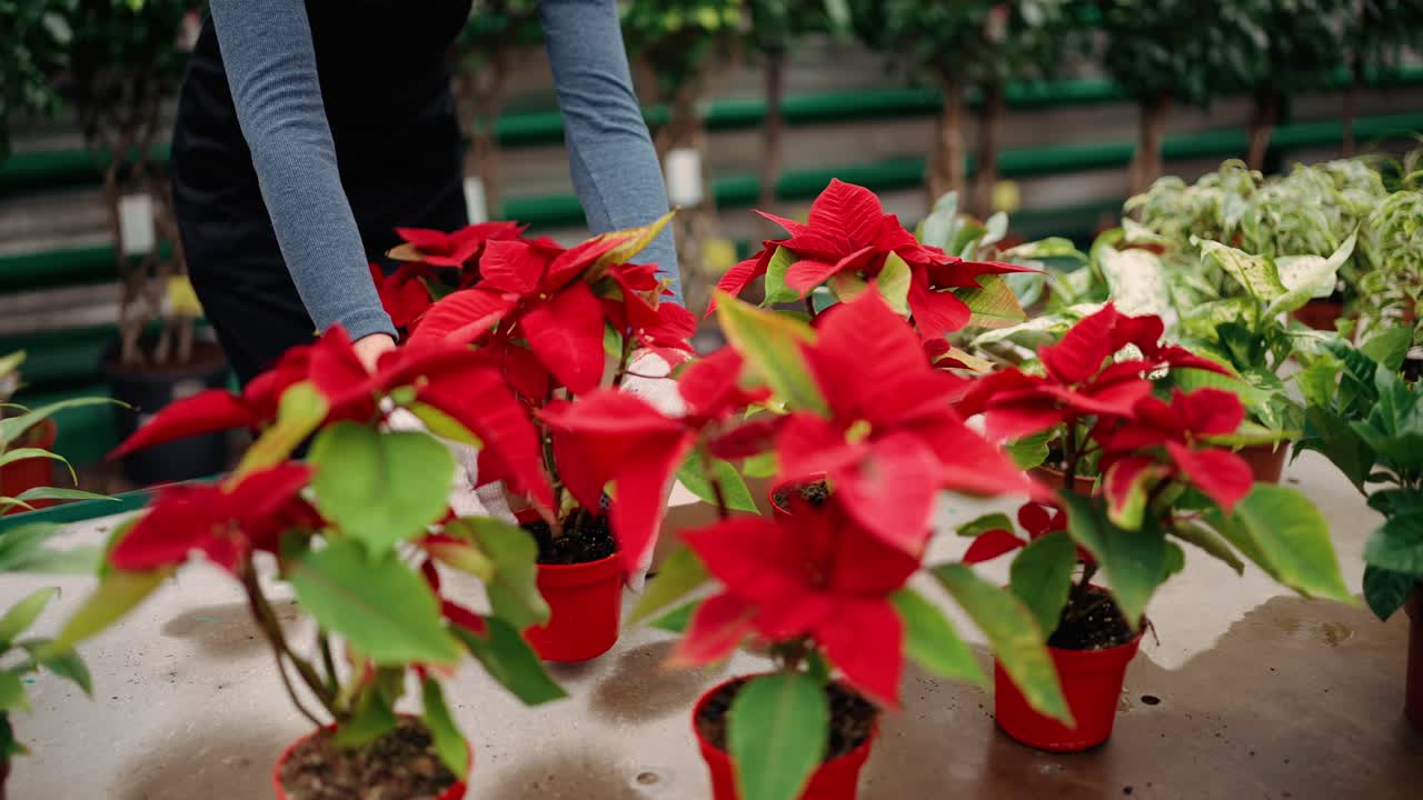 Jovem mulher trabalhando na jardinagem em uma estufa de flores, arrumando as flores e apreciando as belas flores vermelhas.