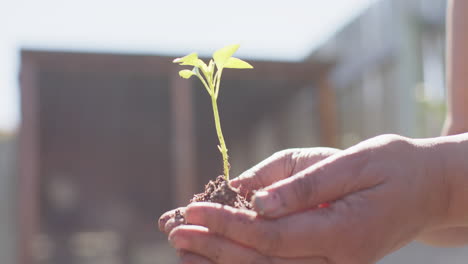 close up of hands of senior biracial woman holding seedling in sunny garden, slow motion