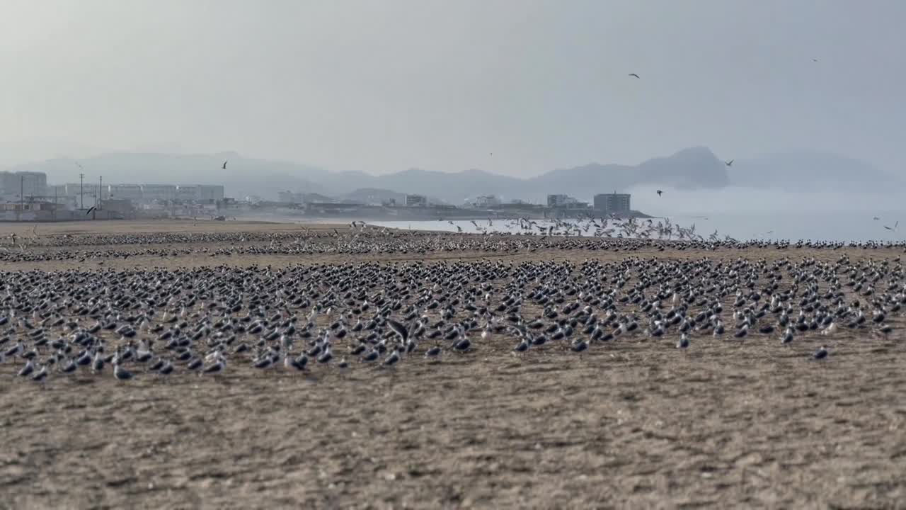 A zoomed in shot of a very large flock of birds by the beach shore. Most are resting on the sand while some are flying around. Located in Punta Negra beach in Lima, Peru.