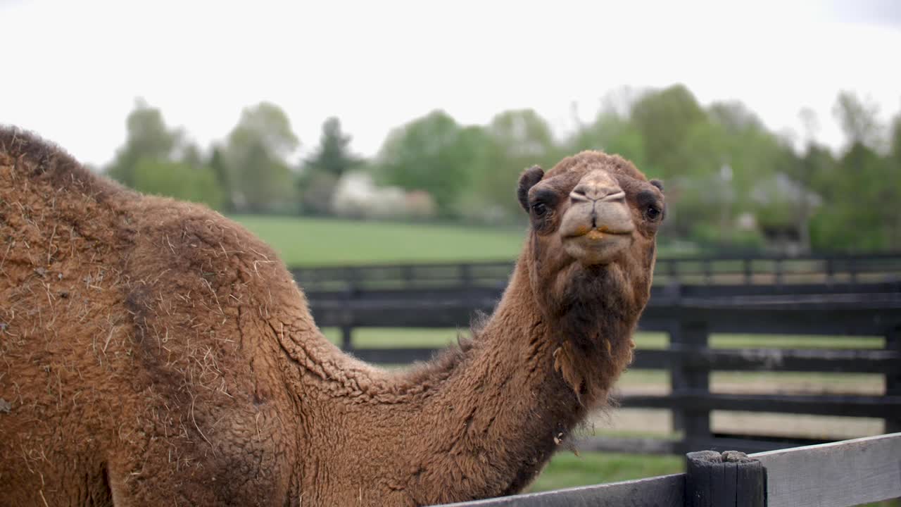 Large Brown Camel Enjoying His Meal