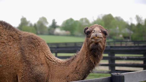 large brown camel enjoying his meal