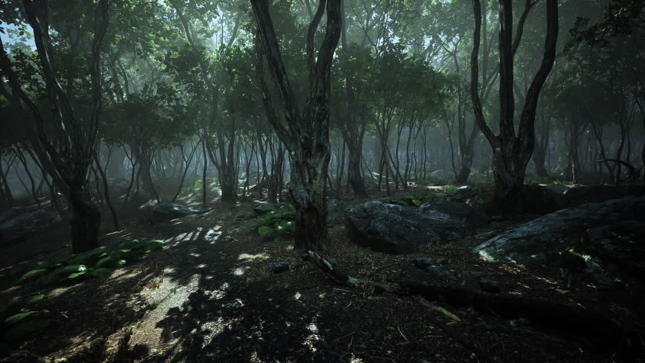 árboles boscosos iluminados por la luz dorada del sol