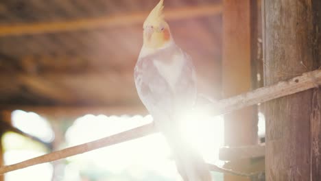 Domestic-cockatiel-parrot-sitting-on-branch-of-tree