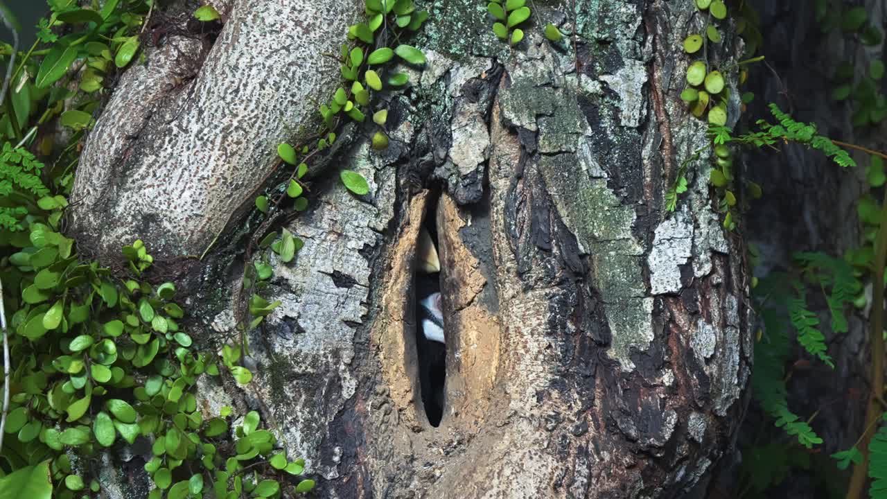 Oriental Pied Hornbill Inside Their Nests In Tree Trunk Hole In The Forest. Close-up Shot