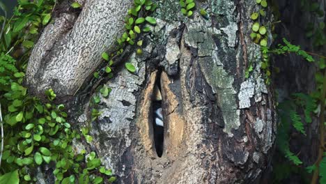 oriental pied hornbill inside their nests in tree trunk hole in the forest. close-up shot