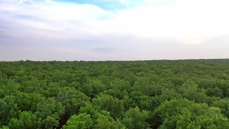 aerial view above green scenery in summer. beautiful forest from a bird's fly view. amazing landscape of natural environment outside.