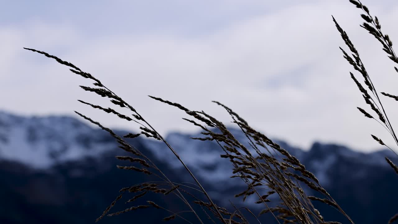 Tall grass gently sways in the foreground with snow-capped mountains in the background, under soft natural lighting